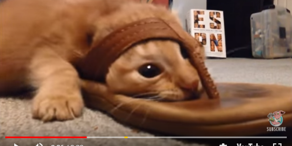 Котка се заклещи в джапанка (видео)