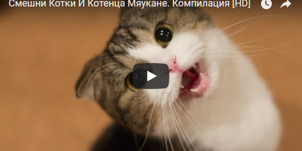 Смешни Котки И Котенца Мяукане. Компилация (ВИДЕО)