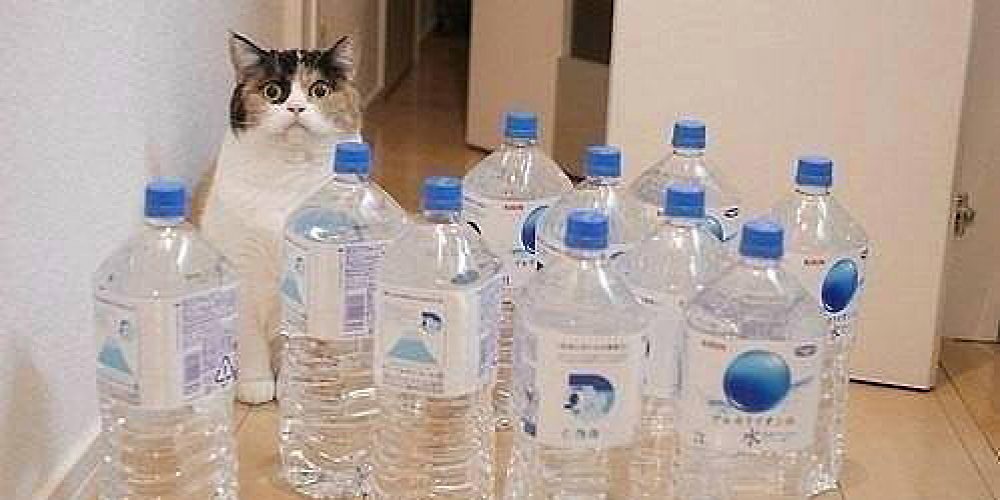 Не забравяй да  оставиш на котката повече вода !